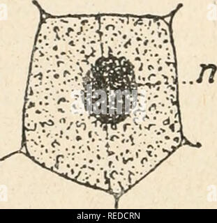 . Compte rendu. La science ; la science -- Congrès. FiG. 11. - Le commencement de la nouvelle résultant de la membrane du bipartion protoplasnutiques noyau ; M. méridiens ; vi'r' de renflement ou méridirns no'uds qui vont constituer la ccllose. FiG. 12. - Division plus avancée, conduenee des noeuds et formation {1(&gt ; Féqualeur constituant la membrane de cellulose.. Veuillez noter que ces images sont extraites de la page numérisée des images qui peuvent avoir été retouchées numériquement pour plus de lisibilité - coloration et l'aspect de ces illustrations ne peut pas parfaitement ressembler à l'œuvre originale.. Association fra Banque D'Images