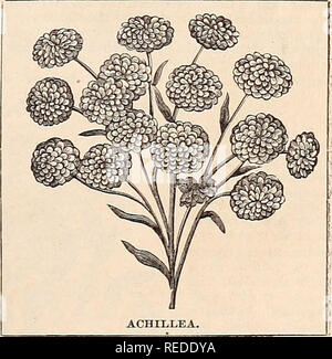 . Compliments de la saison. Les catalogues de graines de fleurs ; catalogues ; bulbes (plantes) ; Catalogues Catalogues fruits brillants. Les tons de pourpre, d'écarlate, et de l'orange. Cette variété est aussi connu comme le Japon et Boston ivy   25- Parthenocissus quinquefolia, Ampelopsis ou vigne vierge, parfois appelé American Ivy et Woodbine ; un producteur très rapide, les feuilles tournent vers un fond rouge foncé en automne. C'est une plante indigène, et le plus rustique, de plus en plus rapide la plupart des grimpeurs nous avons 20' ACHILLEA. Une très belle free flow- ering plante vivace, particulièrement adapté pour planter entre rock- travail, ou dans les situations où les plantes ne seront plus tendres Banque D'Images