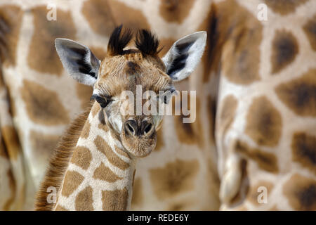 Bébé girafe Rothschild - Giraffa camelopardalis rothschildi Banque D'Images