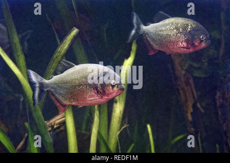 À VENTRE ROUGE - piranha Pygocentrus nattereri Banque D'Images