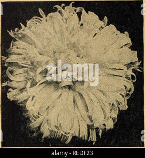 . Compliments de Mlle Emma C. White. Graines de fleurs graines ; Catalogues Catalogues ; Graines de catalogues. Mlle Emma C. WHITE Boise. L'Idaho. "Les asters de vos semences ont su- perb, surtout la sensation et Astermums." Mme W. Seely MI-SAISON À ASTERSâComet. CregoâComet blanc géant ou plume Autruche géante de type ASTER CREGO Prononcée par beaucoup comme le meilleur Comet, ou plume Autruche souche. Les fleurs mesurent 4 à 5 pouces, leur effet chrysanthème gracieux étant accrue par la quantité de pétales tordus. Prix, Pkt., 100 graines, 5c ; 3 Pkts., 12c. Mauve lavande-Shell rose rose-rose blanc VICK Mixte Banque D'Images