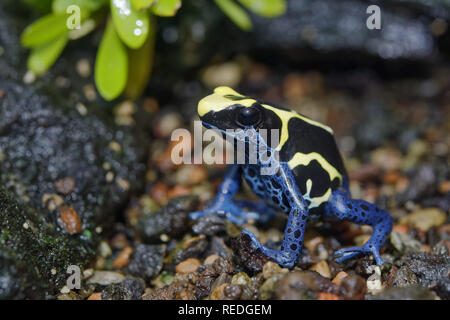 Dyeing poison dart frog - Dendrobates tinctorius Banque D'Images
