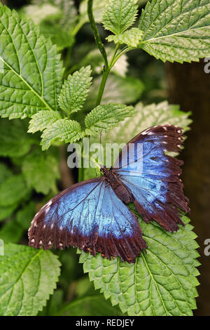 Papillon Bleu Morpho Peleides Morpho peleides - Banque D'Images