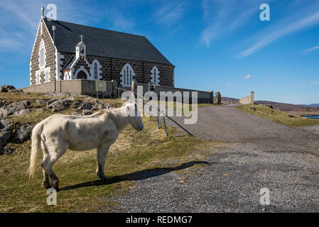 Un poney Eriskay en dehors de l'église St.Michaels sur Eriskay dans les Hébrides extérieures Banque D'Images