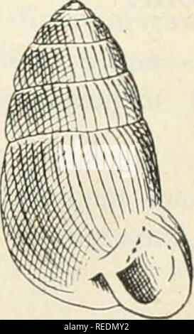 . Compte rendu. La science ; la science -- Congrès. FIG. 12. GLANDIFORMIS BULIMINUS NOBIS (fig, 13). (Collection AUard.) Coquille Ã dextre, ovalo-glandiforme, ayant six tours de spire Ã croissance rÃ©guliÃ progressiste et¨re, le premier fort embryonnaire aplati et diffus, extrÃ©mitÃ© supÃ©rieure presque arrondie en dÃ'me. La suture sensible, tours assez arrondis mais peu renflÃ©s en courbe. Ombilic accusÃ© et paraissant profond. Ouverture semi- circulaire, un peu oblique. Boixls du pÃ©ristome Ã©brÃ©chÃ©s, Ã©vasÃ©s, columelle un peu visible, Ã©paisse, empÃ¢tant lÃ©gÃ¨re- ment le haut de la bouche. Banque D'Images