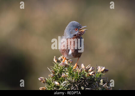 Dartford warbler (Sylvia undata) perché sur la végétation sur la lande au Pays de Galles. Banque D'Images