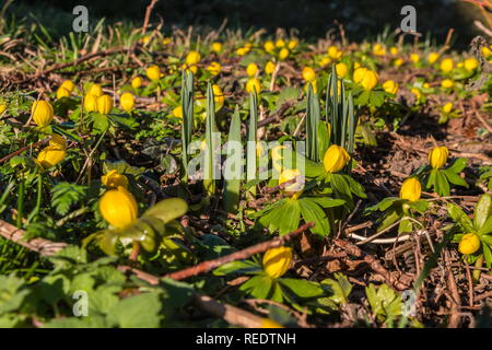 Hiver Eranthis hyemalis floraison aconites entourant un massif de jonquilles en energing winter sunshine Banque D'Images