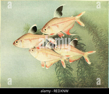. Le livre de l'aquarium complet ; le soin et l'élevage des poissons rouges et des poissons tropicaux. Les aquariums ; poissons rouges. Fig. 215a. Hyphessobrycon rosaceus Durbin ou Tetra Rose une si grande place de noir dans la nageoire dorsale est unique parmi les poissons d'aquarium. Par conséquent, cette personne fait un contraste intéressant avec les autres dans un réservoir d'espèces mixtes, ou "happy family aquarium," en tant que telle une collection s'appelle habituellement. Le Rosy Barb appartient à la famille Characin, et, en commun avec ses parents, gouttes oeufs adhérents. Bien que bien adapté à la vie de l'aquarium, et généralement dans la besl de la santé, le speci Banque D'Images