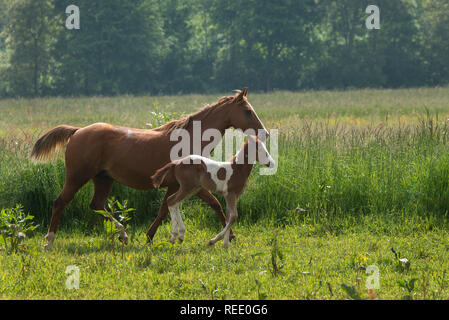 Quarter Horse portrait Banque D'Images