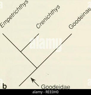 . Le Compleat cladist : une introduction de procédures phylogénétique. L'analyse cladistique ; Zoologie -- Classification ; la phylogénie. 0^^ .^^^^ kV. g"^^^ ^^^ ^J. r 6^ ^^ (^ Goodeidae. Veuillez noter que ces images sont extraites de la page numérisée des images qui peuvent avoir été retouchées numériquement pour plus de lisibilité - coloration et l'aspect de ces illustrations ne peut pas parfaitement ressembler à l'œuvre originale.. Wiley, E. O. Lawrence, Kan.  : Musée d'Histoire Naturelle, Université du Kansas Banque D'Images