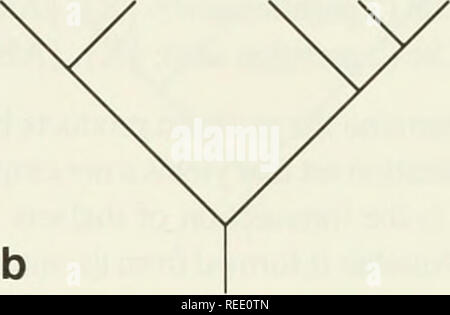 . Le Compleat cladist : une introduction de procédures phylogénétique. L'analyse cladistique ; Zoologie -- Classification ; la phylogénie. M N O P Q. Veuillez noter que ces images sont extraites de la page numérisée des images qui peuvent avoir été retouchées numériquement pour plus de lisibilité - coloration et l'aspect de ces illustrations ne peut pas parfaitement ressembler à l'œuvre originale.. Wiley, E. O. Lawrence, Kan.  : Musée d'Histoire Naturelle, Université du Kansas Banque D'Images