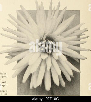 . Catalogue complet de dahlias. Graines de fleurs catalogues ; pépinières (Horticulture) ; Catalogues Catalogues de graines de dahlias. DREERS BROADDAYLIGHT SPÉCIAL Superbe nouveau CATALOGUE DAHLIAS CACTUS pour 1912 sur ce point et les trois pages suivantes, nous vous proposons une liste des meilleurs de l'introduction récente de la plupart des spécialistes. Note.- Ces nouvelles variétés sont fournis dans une forte grrwing- tants, prêt après avril jjt distinct/i. Albanie. Pourpre brillant intense, d'habitude nain et très libre. Ami Philippe Qoy. Petals long, étroit, incurvés ; un par affec- fleurs en forme, masse profonde couleur rouge-saumon, suflused Banque D'Images