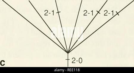 . Le Compleat cladist : une introduction de procédures phylogénétique. L'analyse cladistique ; Zoologie -- Classification ; la phylogénie. OG A B C D E. Veuillez noter que ces images sont extraites de la page numérisée des images qui peuvent avoir été retouchées numériquement pour plus de lisibilité - coloration et l'aspect de ces illustrations ne peut pas parfaitement ressembler à l'œuvre originale.. Wiley, E. O. Lawrence, Kan.  : Musée d'Histoire Naturelle, Université du Kansas Banque D'Images