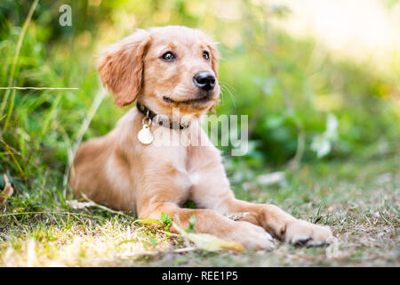Un chiot Golden Retriever couché dans l'herbe rugueuse avec sa bouche fermée portant un collier en cuir avec un pendentif rond en métal Banque D'Images