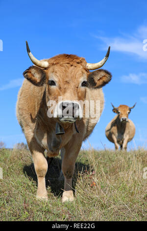 Le Français vache Aubrac dans un champ. Scène rurale. Aveyron, Auvergne, France Banque D'Images