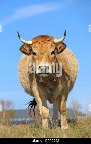 Le Français vache Aubrac dans un champ. Scène rurale. Aveyron, Auvergne, France Banque D'Images