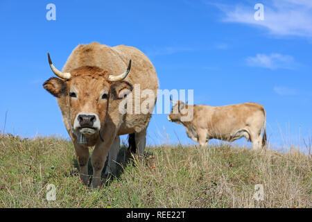 Les vaches Aubrac français avec Bell, dans un champ. Scène rurale. Aveyron, Auvergne, France Banque D'Images