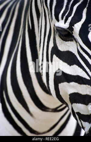 Portrait artistique Zebra Banque D'Images