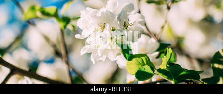 Apple Blossom sur fond nature, fleurs de printemps. Close up. Profondeur de champ. Banque D'Images