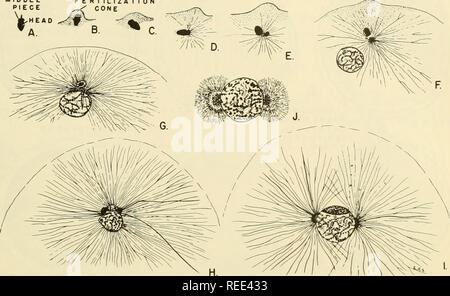 . L'embryologie comparative des vertébrés ; avec 2057 dessins et photos. regroupés en 380 illus. Vertébrés -- l'Embryologie embryologie Comparative ;. CONDITIONS ASSOCIÉES AU PROCESSUS DE FÉCONDATION fécondation moyen 263 ^,4 PIÈCE CÔNE TÊTE .M^. Fig. 131. La fertilisation dans l'oursin, Toxopneustes variegatus. (D'après Wilson et Mathews, 1895.) (A) et de la tête du spermatozoïde pièce intermédiaire. (B) la fertilisation (cône cône attrac- tion ; d'exsudation "cône" de Fol). Le cône de papier après la fécondation la tête du spermatozoïde et pièce intermédiaire sont entrés dans l'œuf, et persiste à (F) lorsque les pronucléus b Banque D'Images