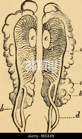 . L'anatomie comparée des animaux domestiques. Chevaux ; anatomie vétérinaire. i050 l'embryologie. Fig. 585. et organes de Oken-glandulaires sont de structure, et d'étendre à l'avant de la colonne vertébrale du coeur au bassin. Ils sont composés de petits canaux transversaux, remplie d'un liquide blanchâtre, qui entrent dans un conduit excréteur qui est parallèle à la colonne vertébrale, et s'ouvre en bas de la partie de l'allantoïde qui devient la vessie. Le corps de Wolff sont placés derrière le péritoine, et sont joints par deux replis séreux : un ligament diaphragmatique antérieure-le-et un post Banque D'Images