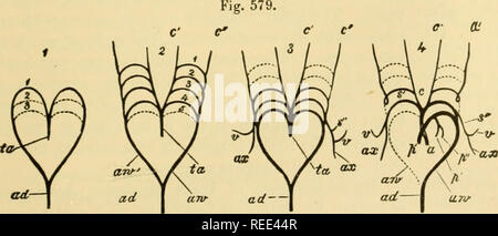 . L'anatomie comparée des animaux domestiques. Chevaux ; anatomie vétérinaire. Coeur D'UN FCETUS équine. L'oreillette droite et POSTKRIUR BEKN VENA CAVA ONT OUVERT POUR AFFICHER LE FOKAMEN DE BOTAL. 1, ventricule gauche ; 2. ventricule droit ; H, de l'intérieur de l'oreillette droite ; 4- posterioi, vena cava ; 5, de trou de Botal.. PLAN DE L'AORTE ET SES ARCHES À UNE PÉRIODE précoce. 1 Tronc artériel, avec une paire de l'arc aortique uf s. et pointillés indicatini ; la position de la deuxième et troisième jiairs ; 2, le :^ame, avec quatre paires d'arcs aortiques, et des indications de la cinquième ; 3, les mêmes, avec e Banque D'Images