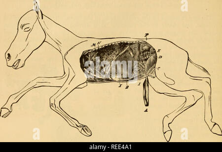 . L'anatomie comparée des animaux domestiques. Chevaux ; anatomie vétérinaire. 1026 L'EMBRYOLOGIE. Fig. 561.. Un FCETDS OUVERT SUR LE CÔTÉ GAUCHE POUR AFFICHER LE COURS OP les vaisseaux ombilicaux DANS LE CORPS. .4, cordon ombilical conl ; B. veine ombilicale ; C)ilical, iiml ; D'artère, liladiliM ; A', testicule ; F. kiliiev ; G, la rate ; //, le foie ; /, de l'intestin ; J, poumon ; A', heirt ; L, artère pulmonaire ; M, canal artériel ; iV, thymus. Fig. 562.. Veuillez noter que ces images sont extraites de la page numérisée des images qui peuvent avoir été retouchées numériquement pour plus de lisibilité - coloration et l'aspect de ces illustr Banque D'Images
