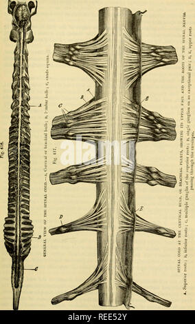 . L'anatomie comparée des animaux domestiques. Chevaux ; anatomie vétérinaire. La moelle COIiD. 755. Veuillez noter que ces images sont extraites de la page numérisée des images qui peuvent avoir été retouchées numériquement pour plus de lisibilité - coloration et l'aspect de ces illustrations ne peut pas parfaitement ressembler à l'œuvre originale.. Chauveau, A. (Auguste), 1827-1917 ; Arloing, S. (Saturnin), 1846-1911 ; Fleming, George, 1833-1901. New York : Appleton Banque D'Images