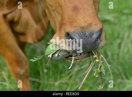 Près d'une vache brune mange de l'herbe Banque D'Images