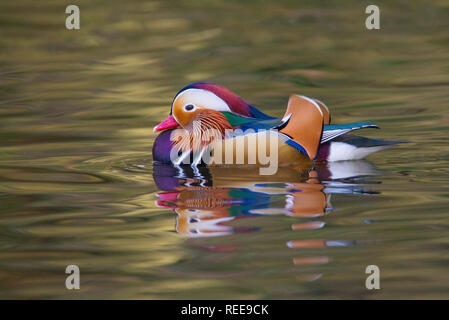 Canard mandarin sur l'étang Banque D'Images