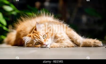 Un chat de gingembre couché sur le côté sur le terrain dans un jardin au soleil en regardant la caméra. close up Banque D'Images