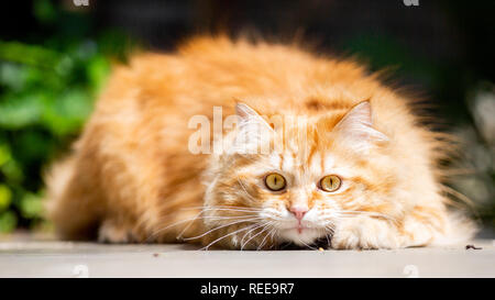 Un ginger cat allongé sur le sol dans un jardin au soleil en regardant la caméra. close up Banque D'Images