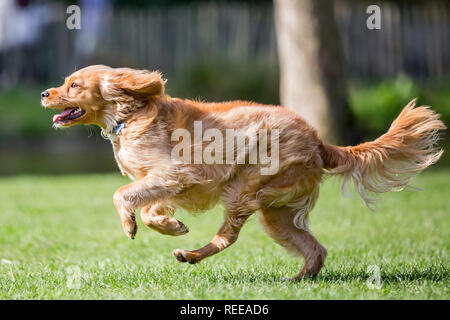 Close up Spaniel puppy chassant un ball jouant dans le parc Banque D'Images