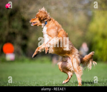 Close up Spaniel puppy à la poursuite d'un ballon dans le parc Banque D'Images