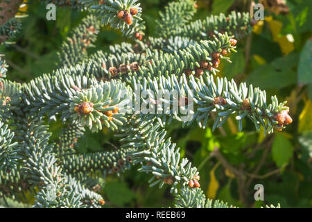 L'Espagnol sapin Abies pinsapo aiguilles et branches. Abies pinsapo sapin espagnol est une espèce de cyprès originaire du sud de l'Espagne et le nord du Maroc. Banque D'Images