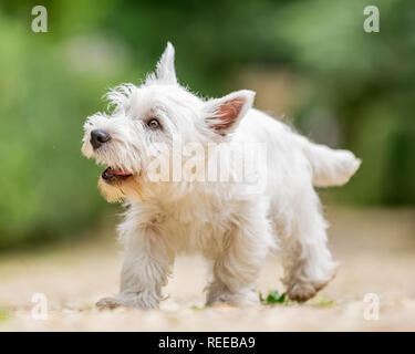Close up West Highland White Terrier jouant dans le parc. Banque D'Images