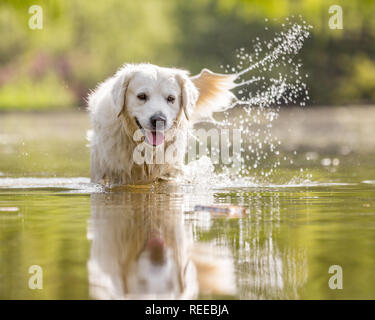 Close up Golden Retriever sautant dans un ruisseau Banque D'Images