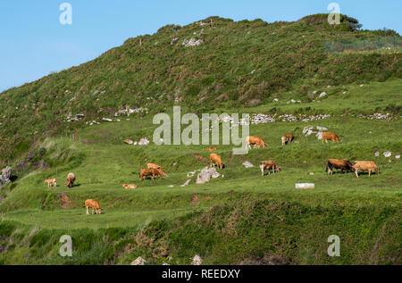 Vaches qui paissent sur la côte de l'océan Atlantique en Barro, Asturias, Espagne Banque D'Images