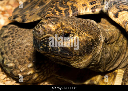 (Stigmochelys pardalis tortue léopard) Banque D'Images