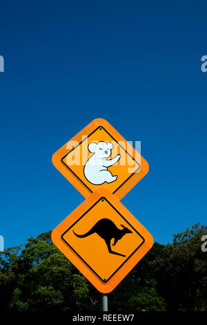 Les kangourous et koalas panneau routier d'avertissement, North Stradbroke Island, Queensland, Australie Banque D'Images