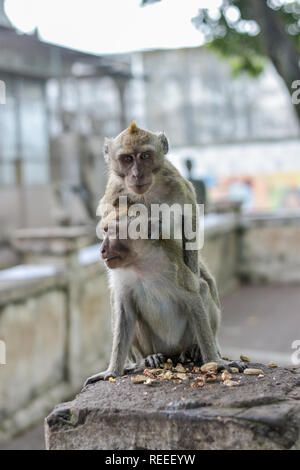 Macaca fascicularis originaire d'Asie du Sud-est cependant Banque D'Images