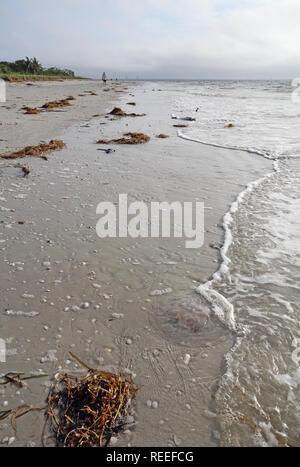 Les algues, une lune jelly, des coquillages, du sable et du surf sur la plage au lever du soleil sur l'île de Sanibel, la Floride avec shellers non identifiables dans l'arrière-plan vertica Banque D'Images