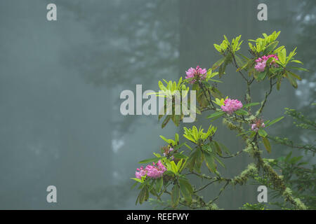 La floraison des rhododendrons dans le brouillard, Del Norte Redwoods State Park, Redwoods et les parcs nationaux, en Californie. Banque D'Images