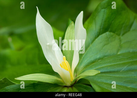 Ou Trillium blanc géant Wakerobin (Trillium albidum) ; Mount Pisgah Arboretum, Willamette Valley, Oregon. Banque D'Images