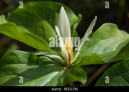 Ou Trillium blanc géant Wakerobin (Trillium albidum) ; Mount Pisgah Arboretum, Willamette Valley, Oregon. Banque D'Images