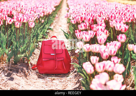 Sac à dos dans les rangées de tulipes. Vêtements de printemps. C'est le printemps. Banque D'Images