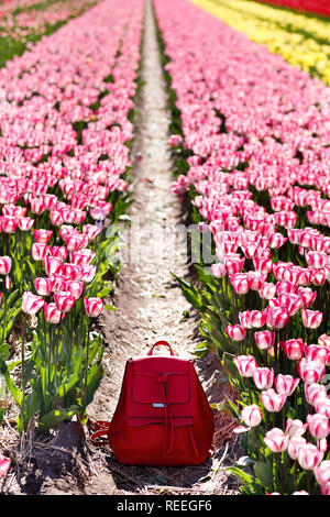 Sac à dos dans les rangées de tulipes. Vêtements de printemps. C'est le printemps. Banque D'Images