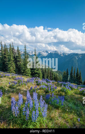 Lupin et Bailey, de montagnes Gamme Obstructuion Point Road, Olympic National Park, Washington, USA. Banque D'Images