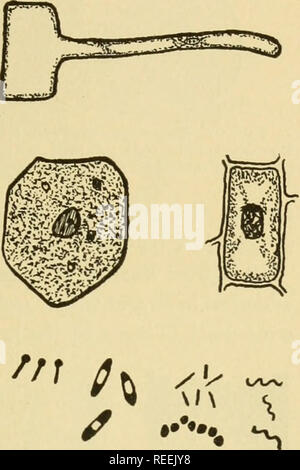 . Guide de l'agriculteur complète. L'agriculture ; la vie à la ferme. [From old catalog]. La CROISSANCE DES PLANTES 37 37. Comment la tige augmente sa taille.-Vous avez appris que l'usine est constitué d'une masse de petites cellules de diverses formes et tailles. Toutes les plantes et tous les animaux sont composés de ces cellules. Certaines de ces cellules sont si petites que plusieurs milliers de mises bout à bout ne s'étendrait pas d'un pouce. La figure 26 vous montre comment certaines cellules simples regarder sous un microscope puissant. La croissance d'une plante (ou animal) est amené par les cellules de la plante et chaque division formant ainsi deux nouvelles cellules, puis chaque cellule croître- ing lar Banque D'Images