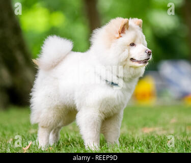 Close up chiot Samoyède face dans un pré à la recherche sur le côté. Blanc moelleux mignon chien avec de longs poils dans la campagne ou le parc. Banque D'Images